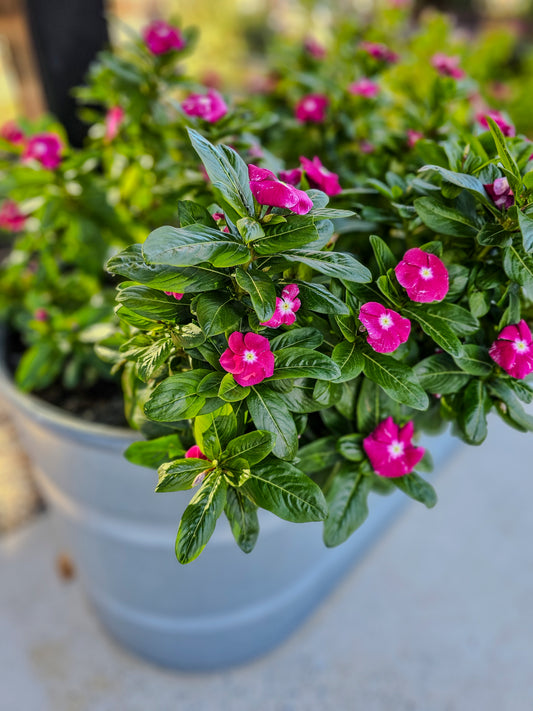 Stop and smell the roses | How Can You Practice Mindfulness Daily | My Sparkling Corner
